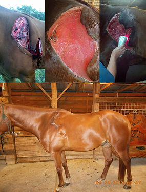 georgehorsewoundjpeg.jpeg