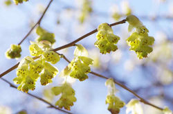 トサミズキ　2011.03.13 金立公園 039