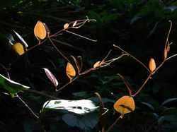 2011.10.30 嘉津宇岳　DSCF0622