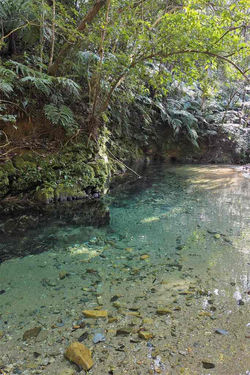 やんばるの森　2013.11.23 比地川源流 010