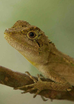 キノボリトカゲ　2013.10.11 塩屋富士縦走 127_01