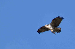 ミサゴ　鯉を捕まえた　2017.12.19 金立  70-300　028