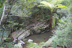 やんばるの森　2013.08.24 　 やんばる・ター滝 054