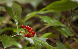 2014.2.15 ネクマチジ岳・塩屋富士縦走 058