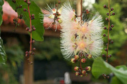 2012.07.07 サガリバナ（北中城） 051