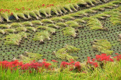 2017.9.21 江利山の棚田と彼岸花 085