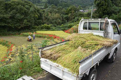 2017.9.21 江利山の棚田と彼岸花 106