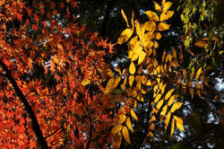紅葉　仁比山神社2014.11.24 仁比山神社 040