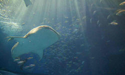 2012.9.25  ジンベイザメ・ちゅら海水族館 044