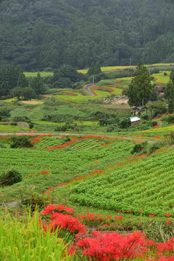 2017.9.21 江利山の棚田と彼岸花 059