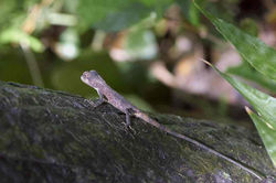 キノボリトカゲ　2013.10.11 塩屋富士縦走 082