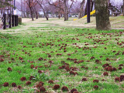 マックロクロスケ(^^♪　多布施川湖畔公園　2010.03.07 多布施川 005