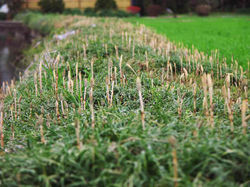 2010.03.07 多布施川 016