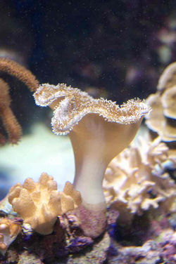 2012.9.25 ちゅら海水族館 019