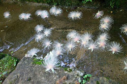 2012.07.07 サガリバナ（北中城） 118