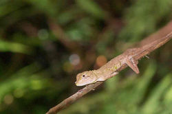 キノボリトカゲ　2013.10.11 塩屋富  士縦走 134