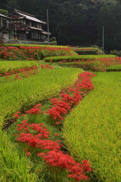 2017.9.21 江利山の棚田と彼岸花 011