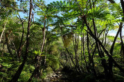 やんばるの森　2014.2.1   やんばる・普久川・真喜屋　 045