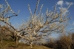 2008.3.1　牛尾梅林　天山 022