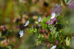 多布施川湖畔公園　2008.1.27 多布施川 011