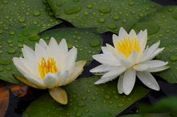 2008.6.15 金立公園 026