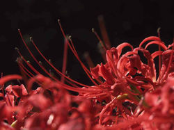 2008.9.27 江里山　棚田 025