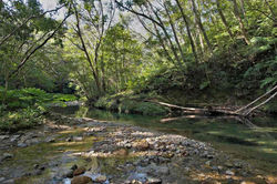 やんばるの森　2013.11.23 比地川源流 030 