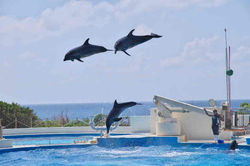 2012.9.25 イルカショウー　ちゅら海水族館 138