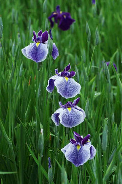 2010.05.23 大和菖蒲園 023