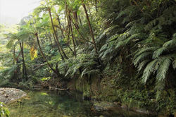 やんばるの森　2013.11.23 比地川源流 004 