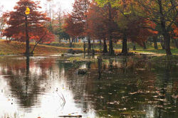 ラクウショウ：ヌマスギ　多布施川湖畔公園　 2009.11.28 多布施川 034