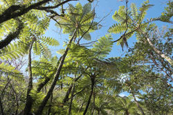 やんばるの森　2014.2.1   やんばる・普久川・真喜屋　 016