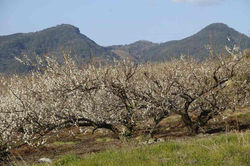 2008.3.1　牛尾梅林　天山 031