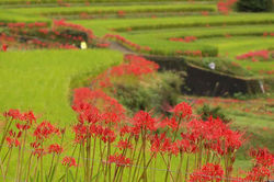 2014.9.20 江里山　棚田 051