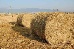 2009.10.31 バルンフェスタ 060