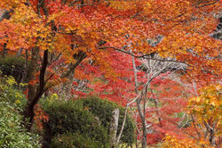 紅葉の西渓公園　2008.11.23 西渓公園 011