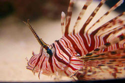 2012.9.25 ちゅら海水族館 017