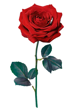 czNmcy1wcml2YXRlL3Jhd3BpeGVsX2ltYWdlcy93ZWJzaXRlX2NvbnRlbnQvcm01MDktZWxlbWVudC0xMDAucG5n_e