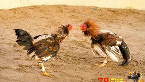 Nhà cái 79king: Điểm đến lý tưởng cho người yêu thích cá cược trực tuyến