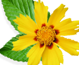 Yellow Flower with Leaf
