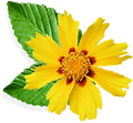 Little Yellow Flower