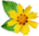 carun ingredient