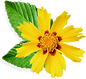 Little Yellow Flower
