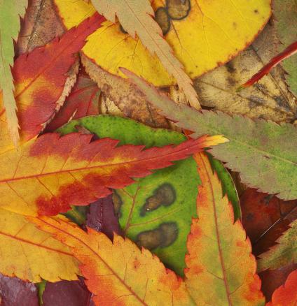 Gekleurde herfstbladeren "Een kleurrijke mix van herfstbladeren in rood, geel, oranje en bruin, perfect als inspiratie voor een interieur met warme tinten. Deze kleuren kunnen vertaald worden naar kussens, plaids en wanddecoratie voor een uitnodigende en seizoensgebonden uitstraling."