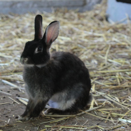 Rabbit