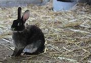Pet, rabbit
