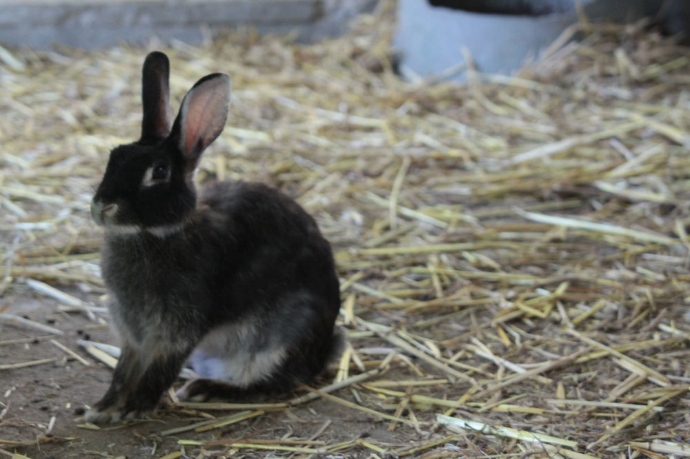 Cuterebra,Tularemia Rabbit Fever in Dogs and Cats