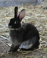Rabbit