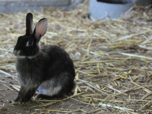 Getting Started Raising Rabbits for Meat
