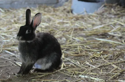 Rabbit
